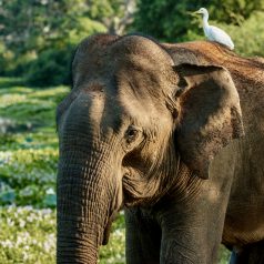 Best time to visit Sri Lanka - 2026 weather - 101 Holidays