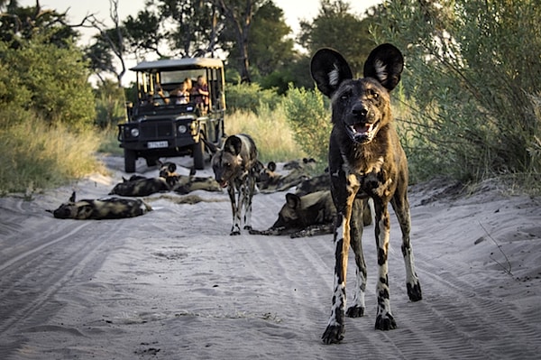 Botswana: What makes the world's most expensive safaris so special