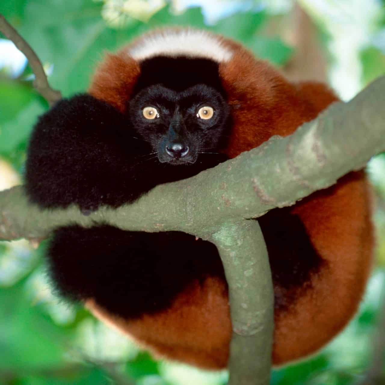 Madagascar singles