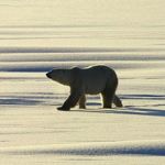 See polar bears in the wild